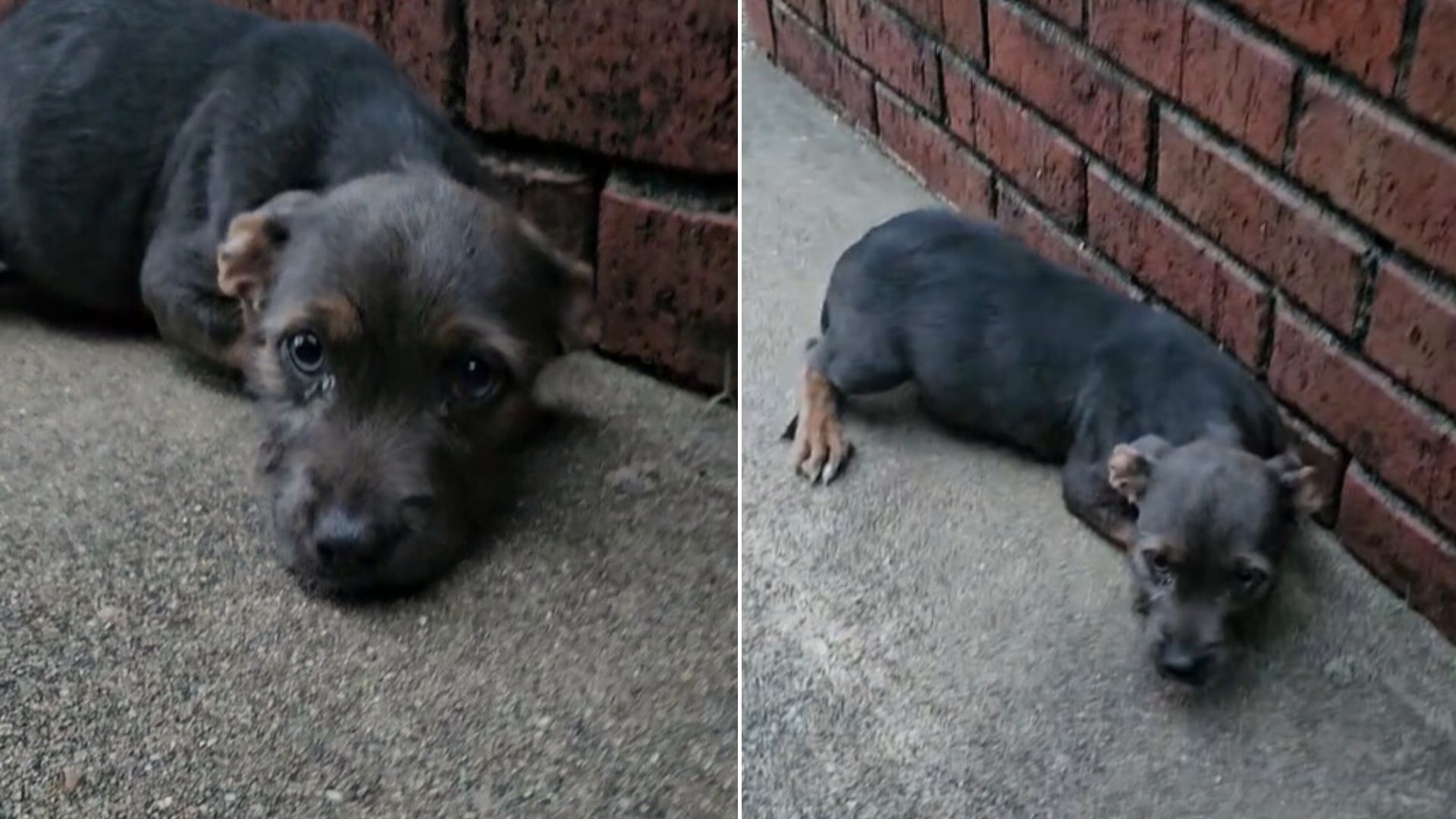 Dog Abandoned Near A Random House Gets A Second Chance Thanks To Her Rescuer