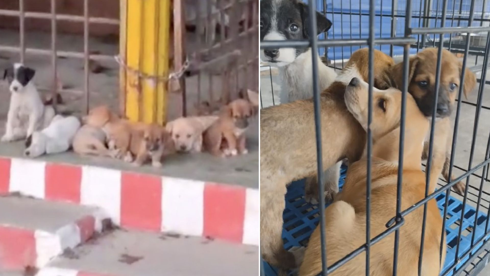 Rescuer Shocked To Find 7 Newborn Pups Heartlessly Dumped On The Street With No Food And Water