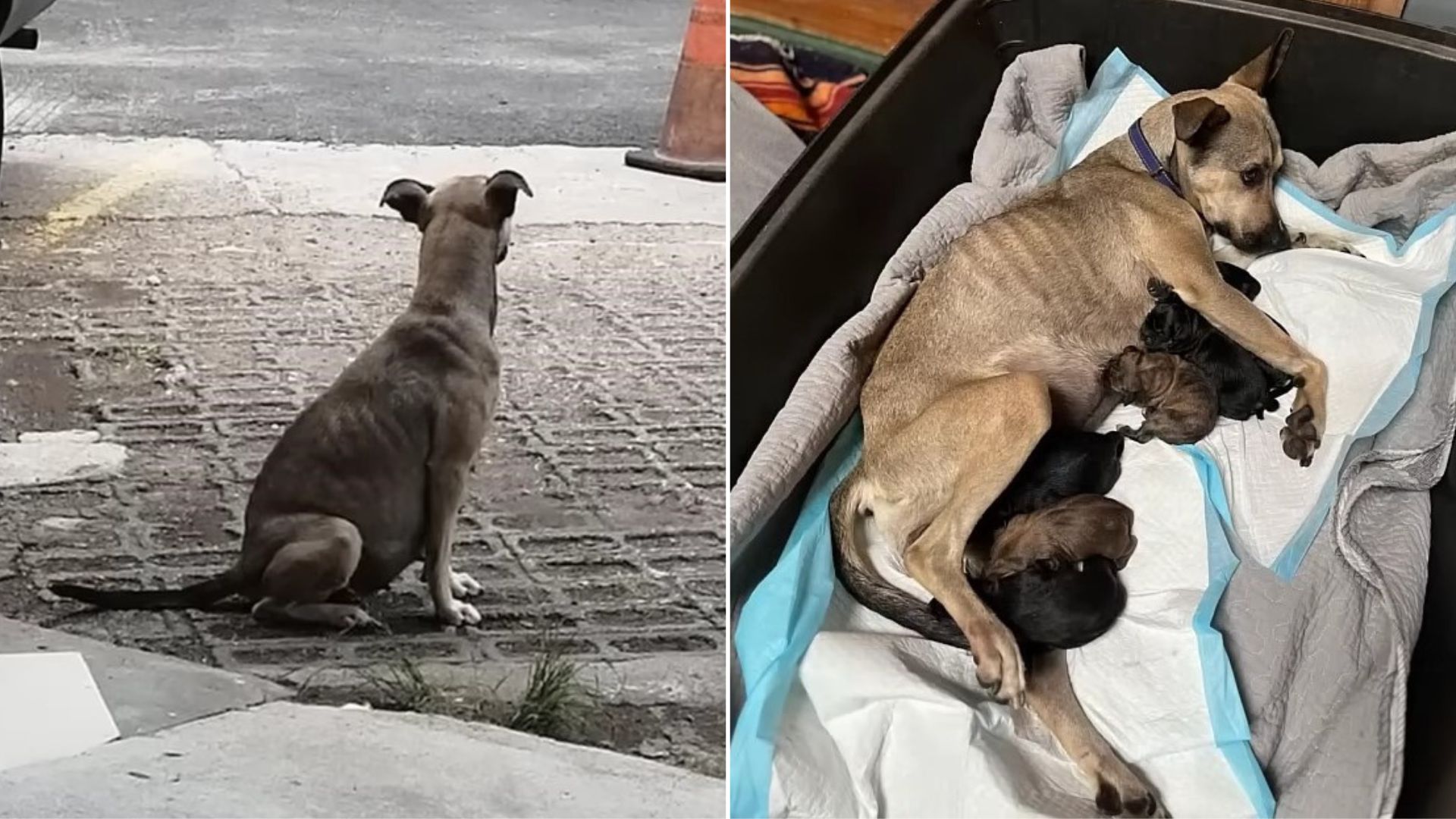 Heavily Pregnant Dog Was Abandoned By Owner And Left Tied To A Fence On The Street