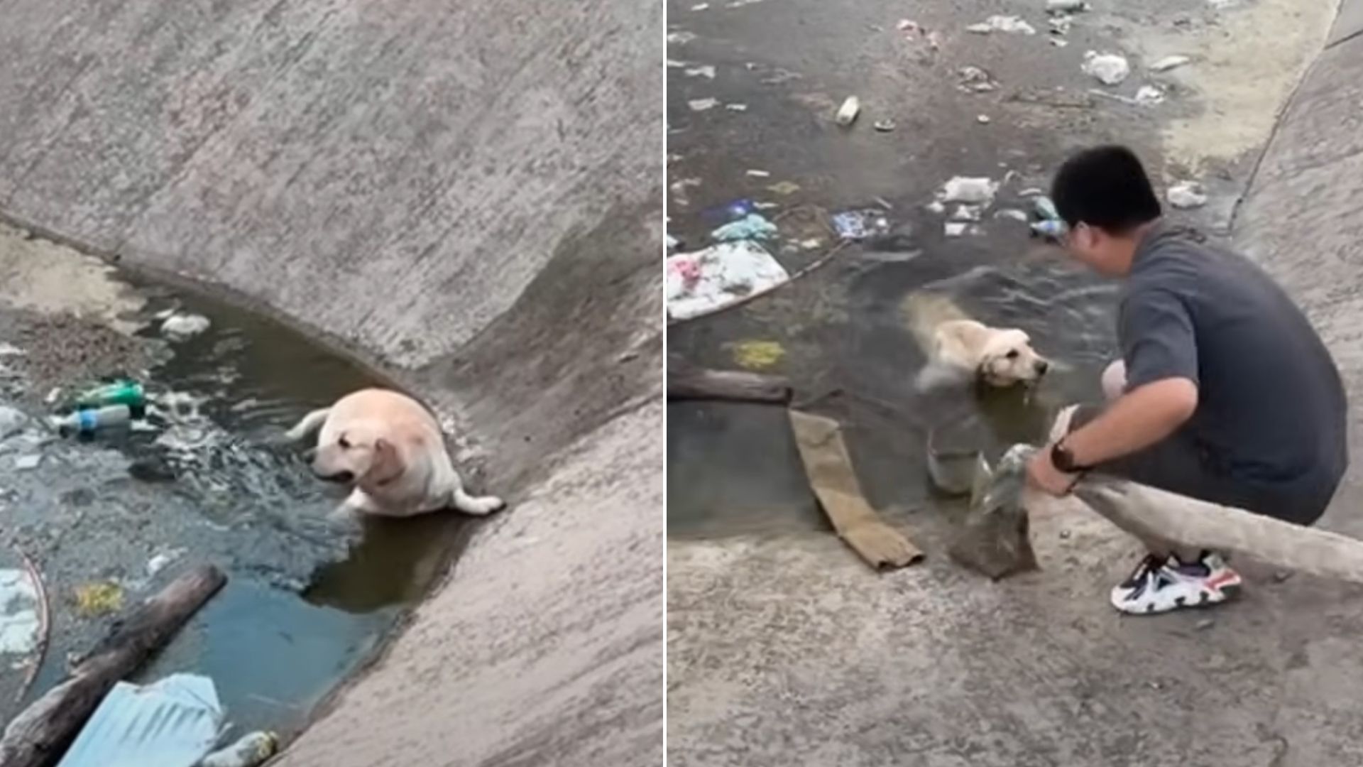 Dog Who Fell In A River Was Struggling To Survive But Then A Miracle Happened