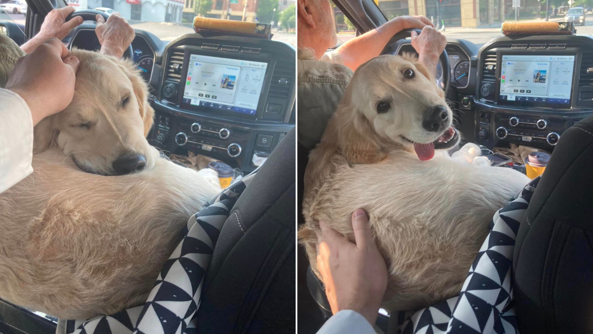 Hooman Has The Best Day After Finding Out That His Uber Driver Has A Golden Retriever As His Navigator  