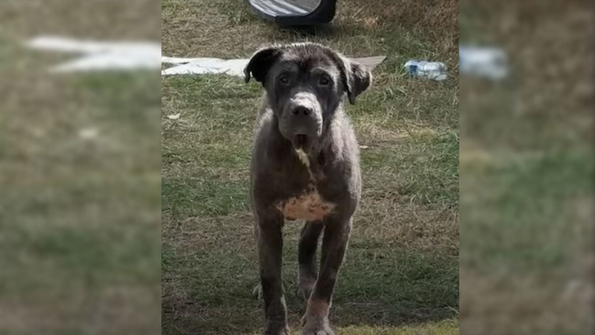 Hopeful Stray Dog Gathers Courage and Walks Into Stranger’s Home Looking Find Love He Knows He Deserves   