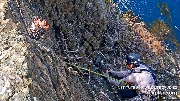 Dr. Sharpe & Crew Rescue The Two Harbors Chick & Build New Nest Rails❗️🐥Explore.org 2022-04-26 - YouTube