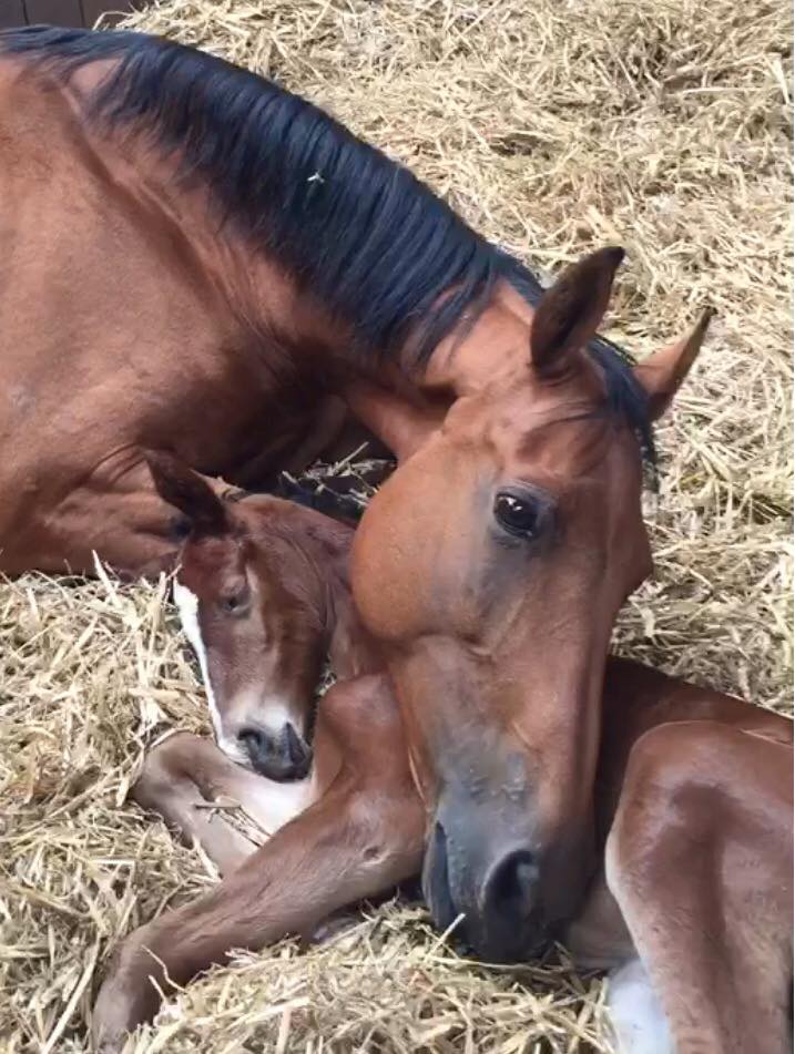 This mare lost her foal and then, two days later, this foal lost its mother. Here they are an hour after meeting. : r/pics