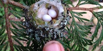 Hummingbird nests are as small as your fingernail, please be careful not to trim them