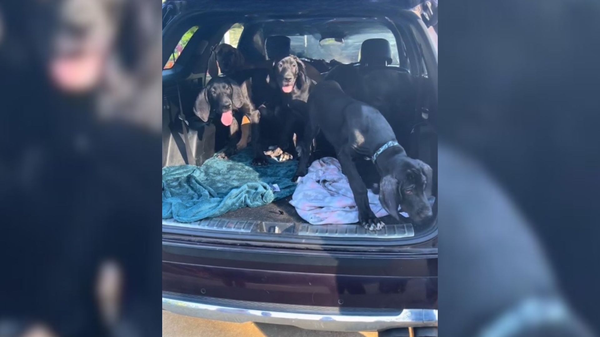 Husband Has The Sweetest Reaction To His Wife Bringing A Truck Full Of Great Dane Pups