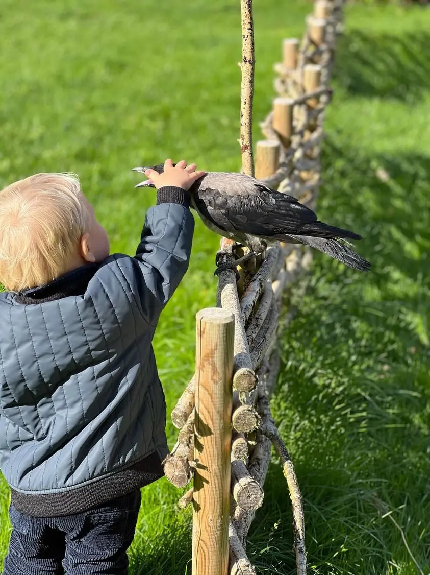 The family says the rescue bird has been a "wonderful way" of teaching the children how to respect and appreciate nature. (Courtesy of Laerke Luna)