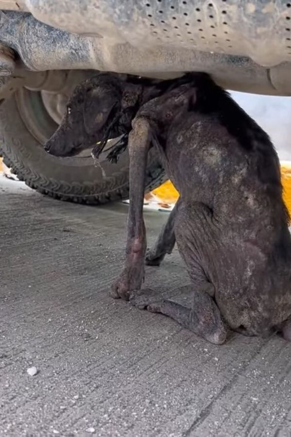 injured abandoned dog sitting under the car