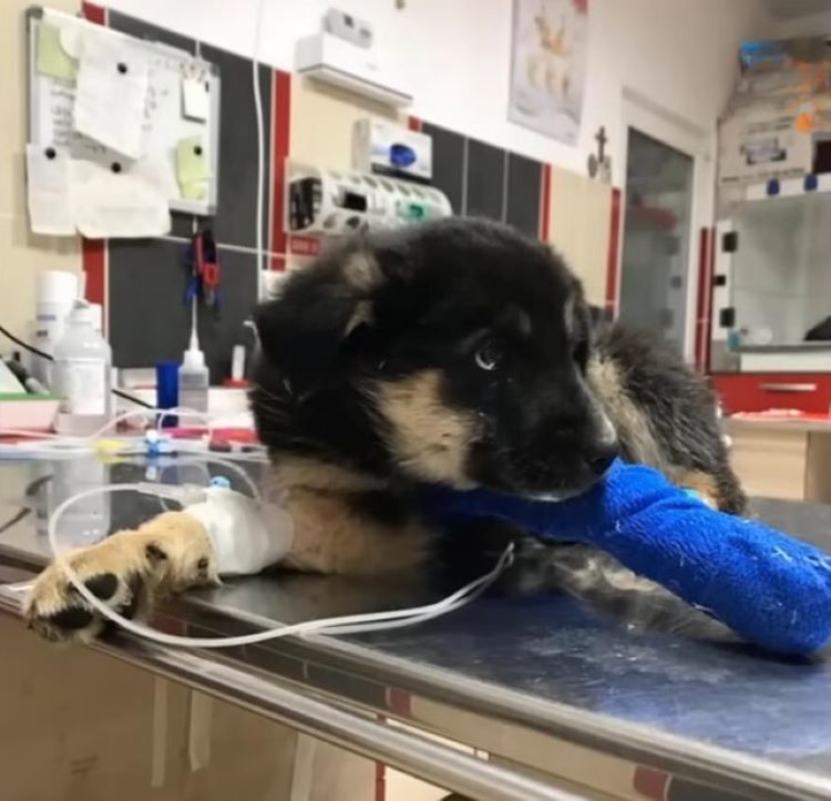 injured black dog