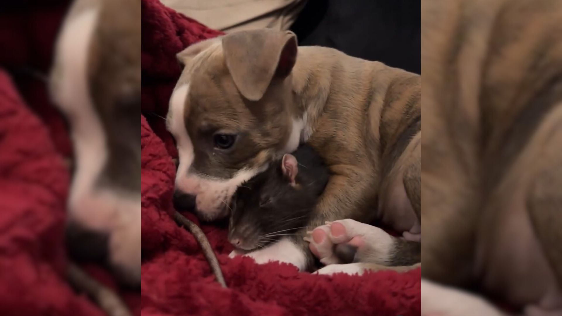 Internet Can’t Get Over The Fact That This Little Pit Bull Became Best Friends With This Unusual Animal