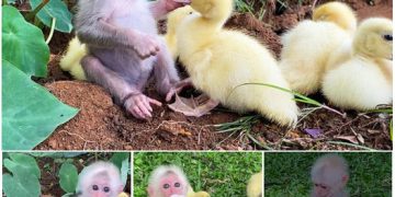 Baby Monkey Caring For Baby Ducks Like They’re His Family