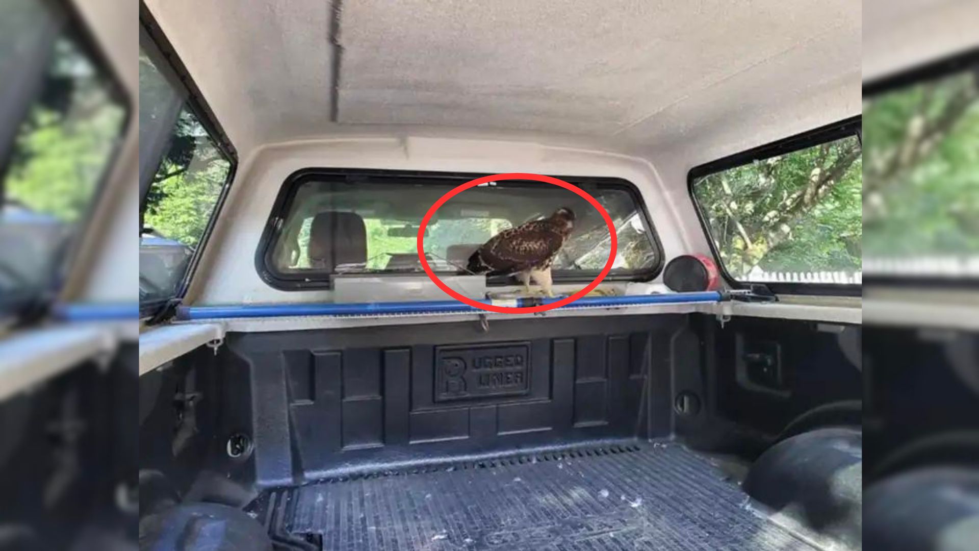 Kayaker Returned To His Vehicle Only To See A Mysterious Animal Waiting In The Truck