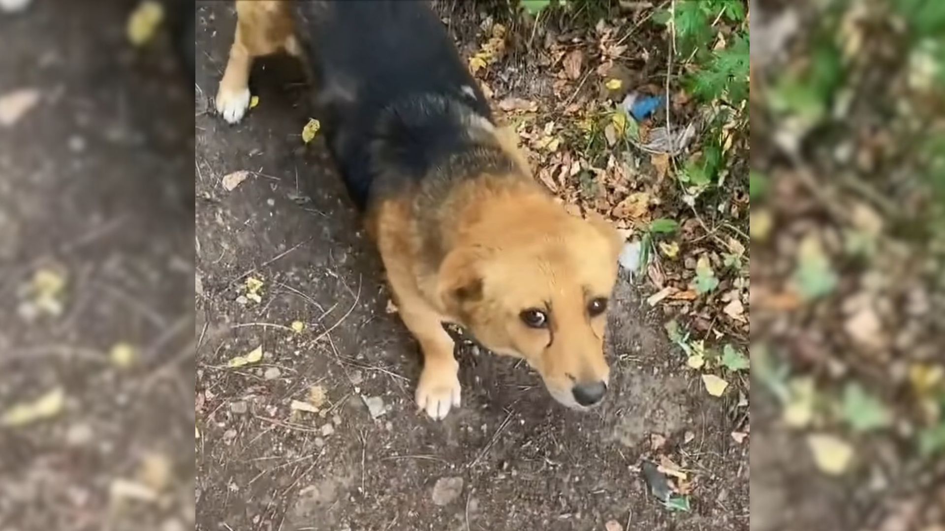 Man Who Was Feeding Stray Dogs Saw A Worried Mama Dog And Decided To Follow Her Only To Be Surprised