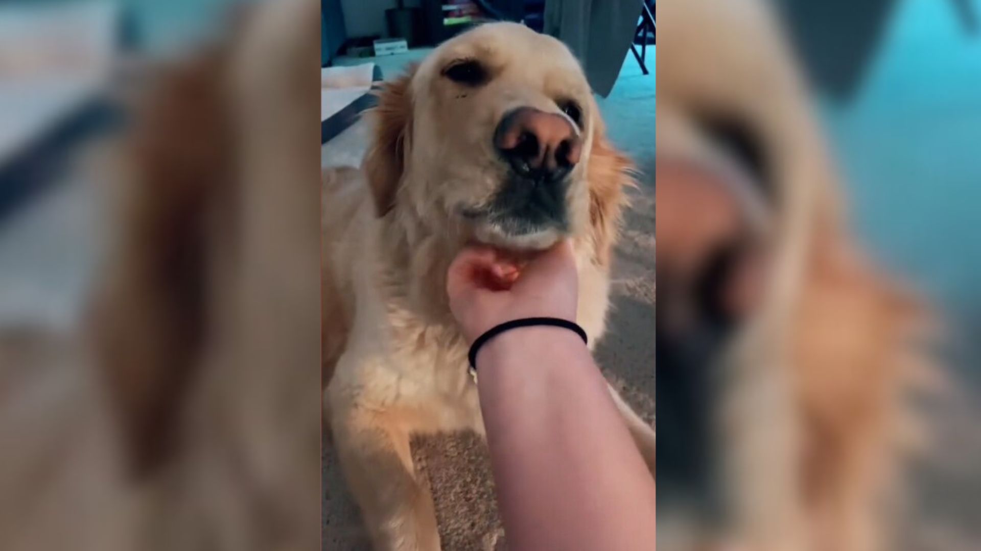 Sweet ‘Special Edition’ Golden Retriever With A Unique Genetic Condition Touches People’s Hearts