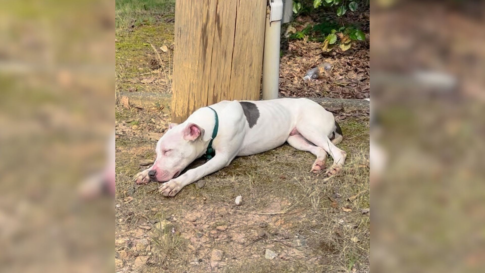 Woman Shocked To Discover Deaf Pup Sleeping Near Pole And Rushes To Check On Him