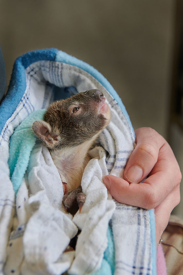 Orphaned 150-Day-Old Baby Koala Gets Tiny Arm Cast After Falling From A Tree