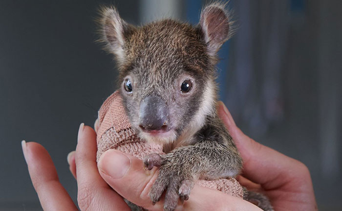 Orphaned 150-Day-Old Baby Koala Gets Tiny Arm Cast After Falling From A Tree