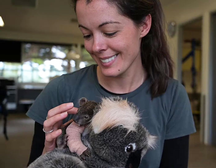 Orphaned 150-Day-Old Baby Koala Gets Tiny Arm Cast After Falling From A Tree