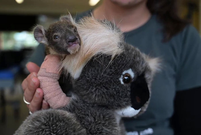 Orphaned 150-Day-Old Baby Koala Gets Tiny Arm Cast After Falling From A Tree