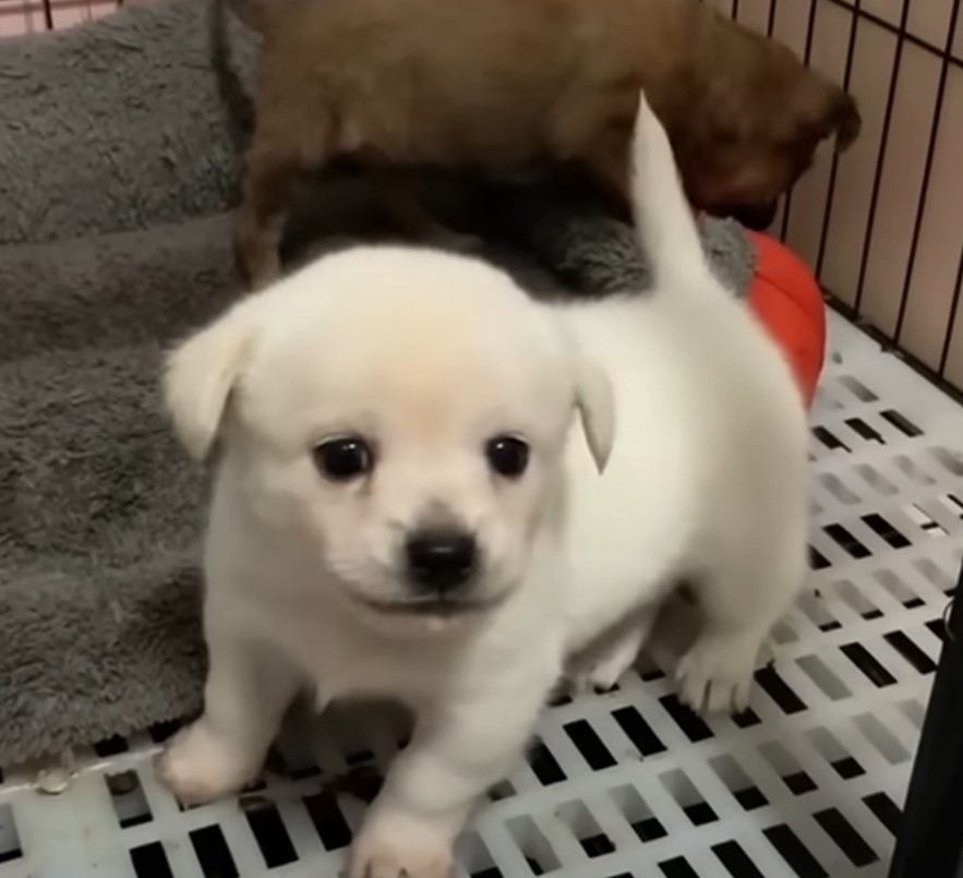 little white puppy