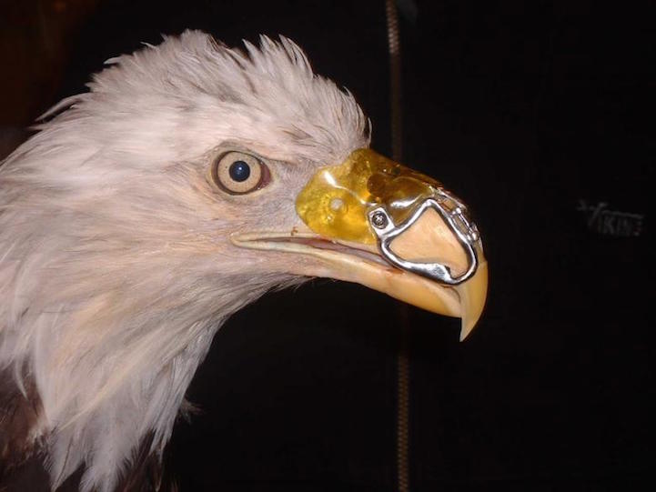 Heroic Dentist Saves Bald Eagle Suffering from Gunshot Wound