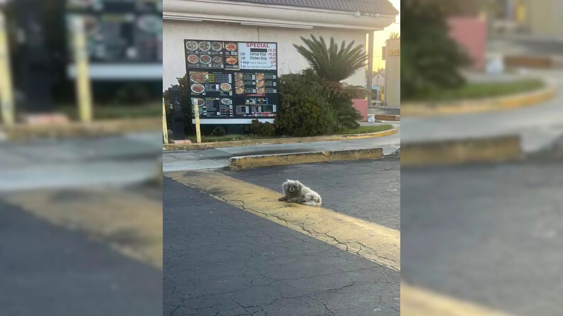 Lonely Dog Sleeping Near A Restaurant Hoped To Get Help But People Kept Ignoring Him For Months