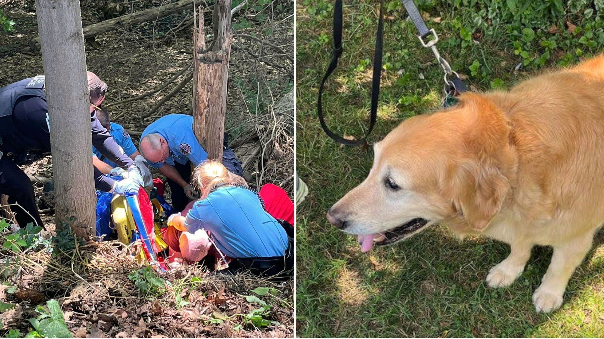 Loyal Dog Saves Life Of Owner Who Plunged 20 Feet Down A Hill, Alerting The Neighbors