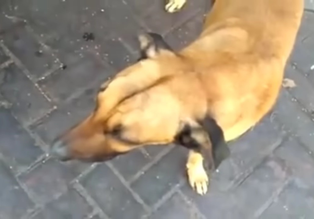 loyal dog waiting for owner