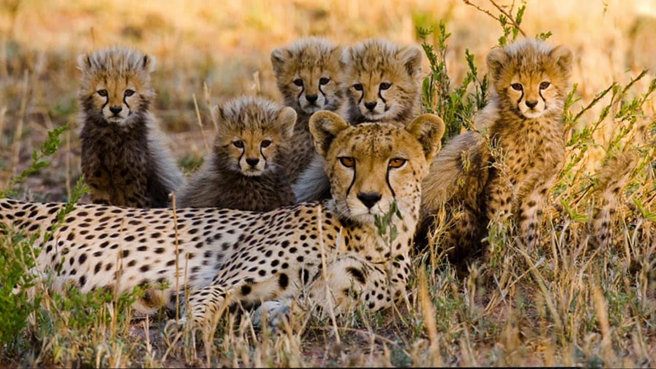 Cameraman Stumbles Upon a Litter of Five Gorgeous Cheetah Cubs Alongside Their Mother in the Forest.