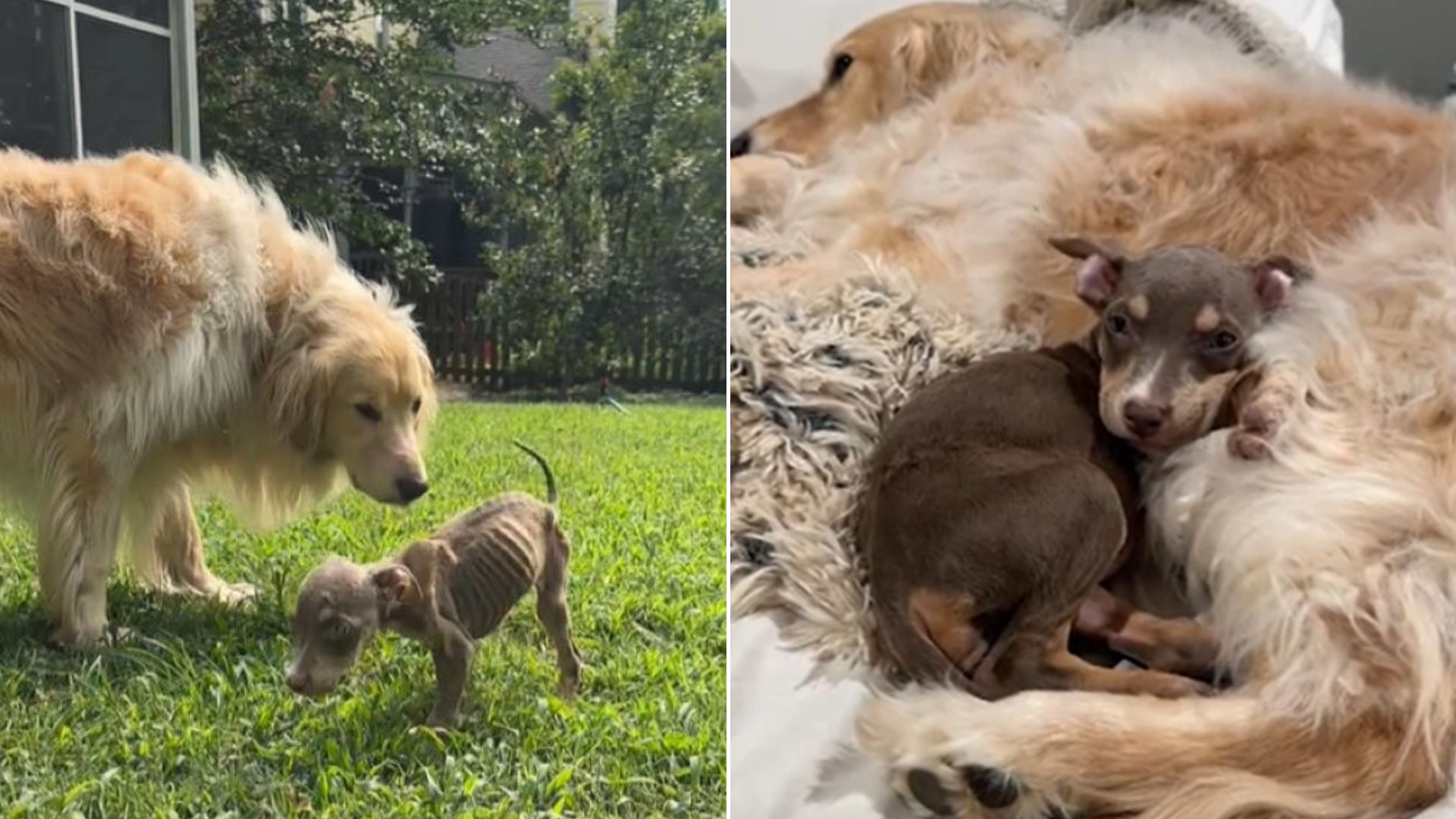 Malnourished Puppy Makes A Remarkable Transformation Thanks To Her Dog Sibling