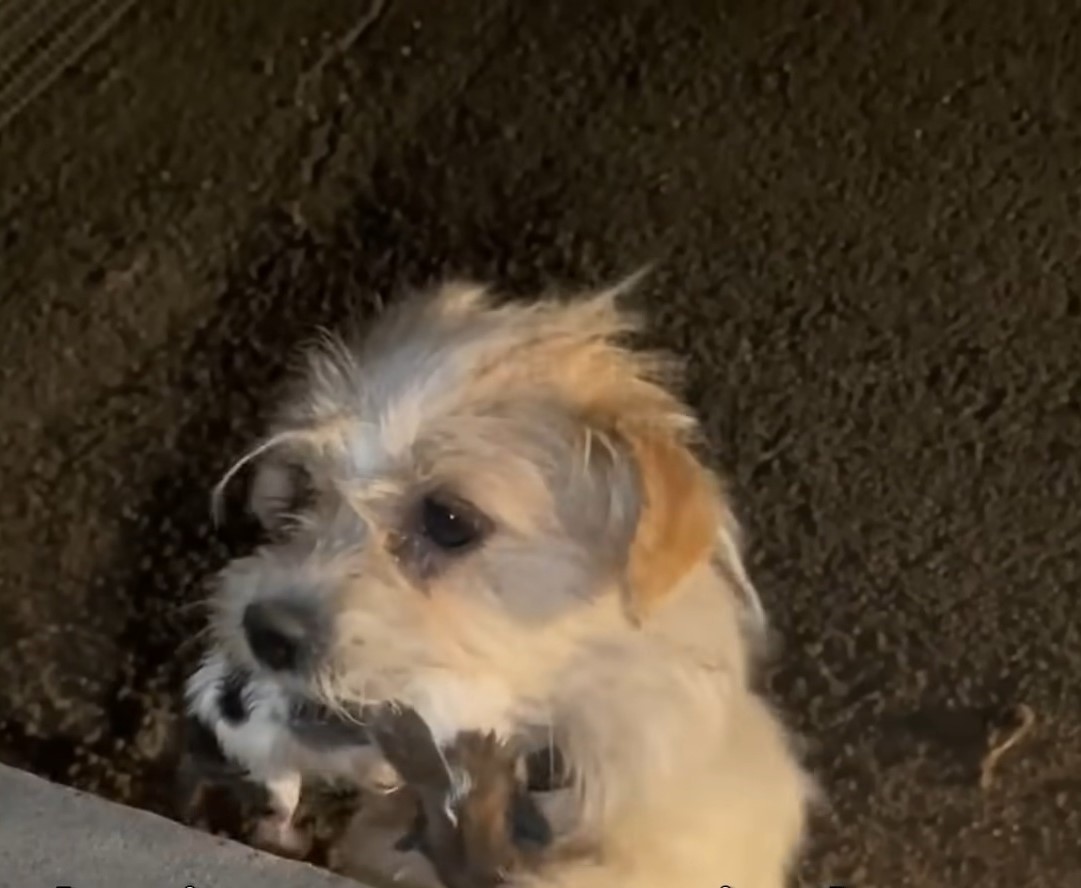 mama dog carrying her puppy in mouth