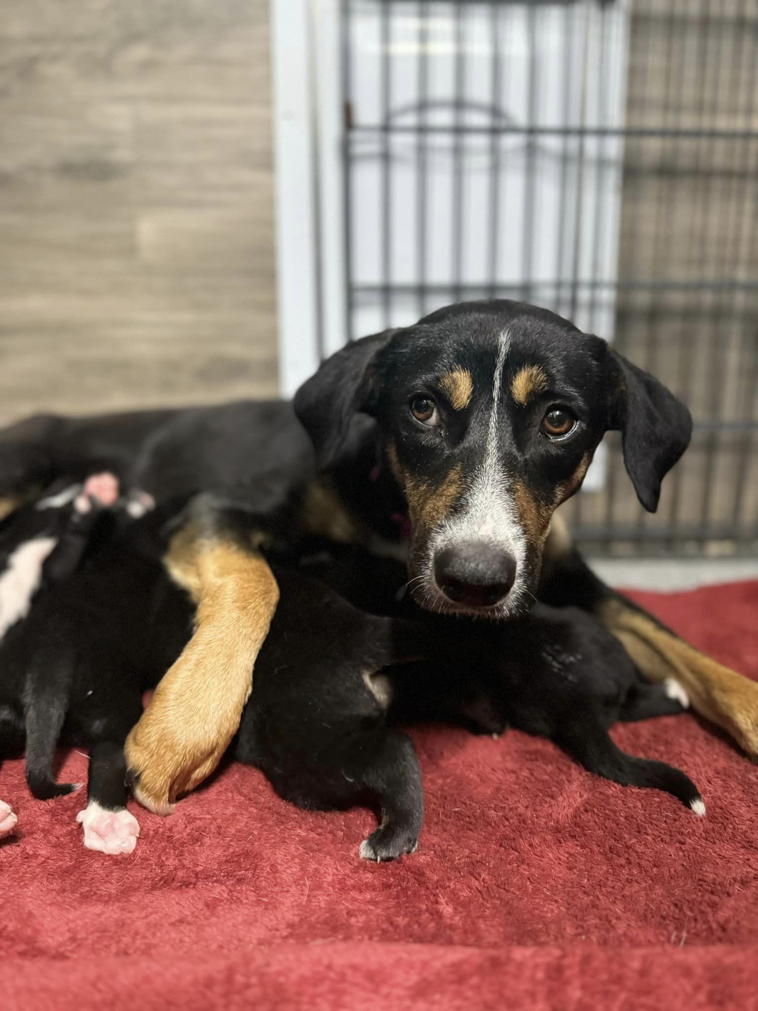 mama dog feeding her babies