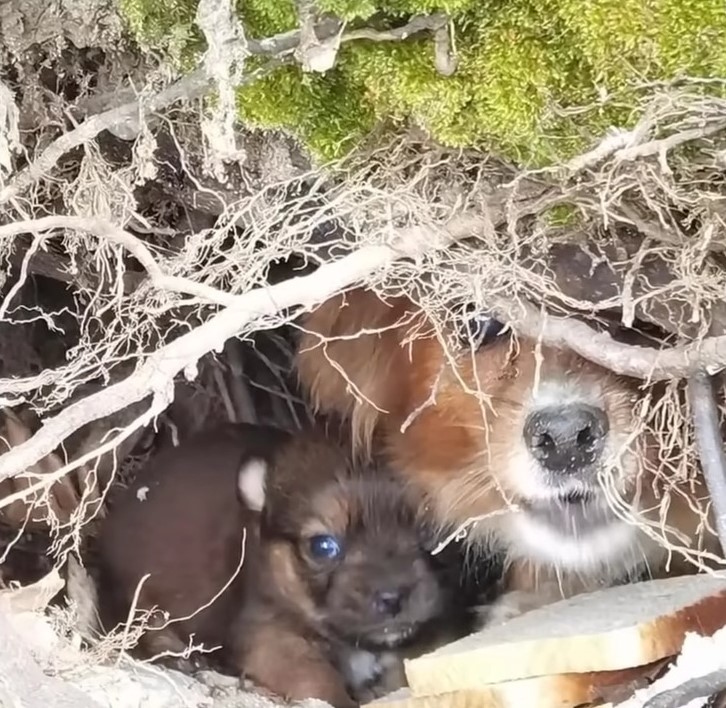 mama dog and a puppy