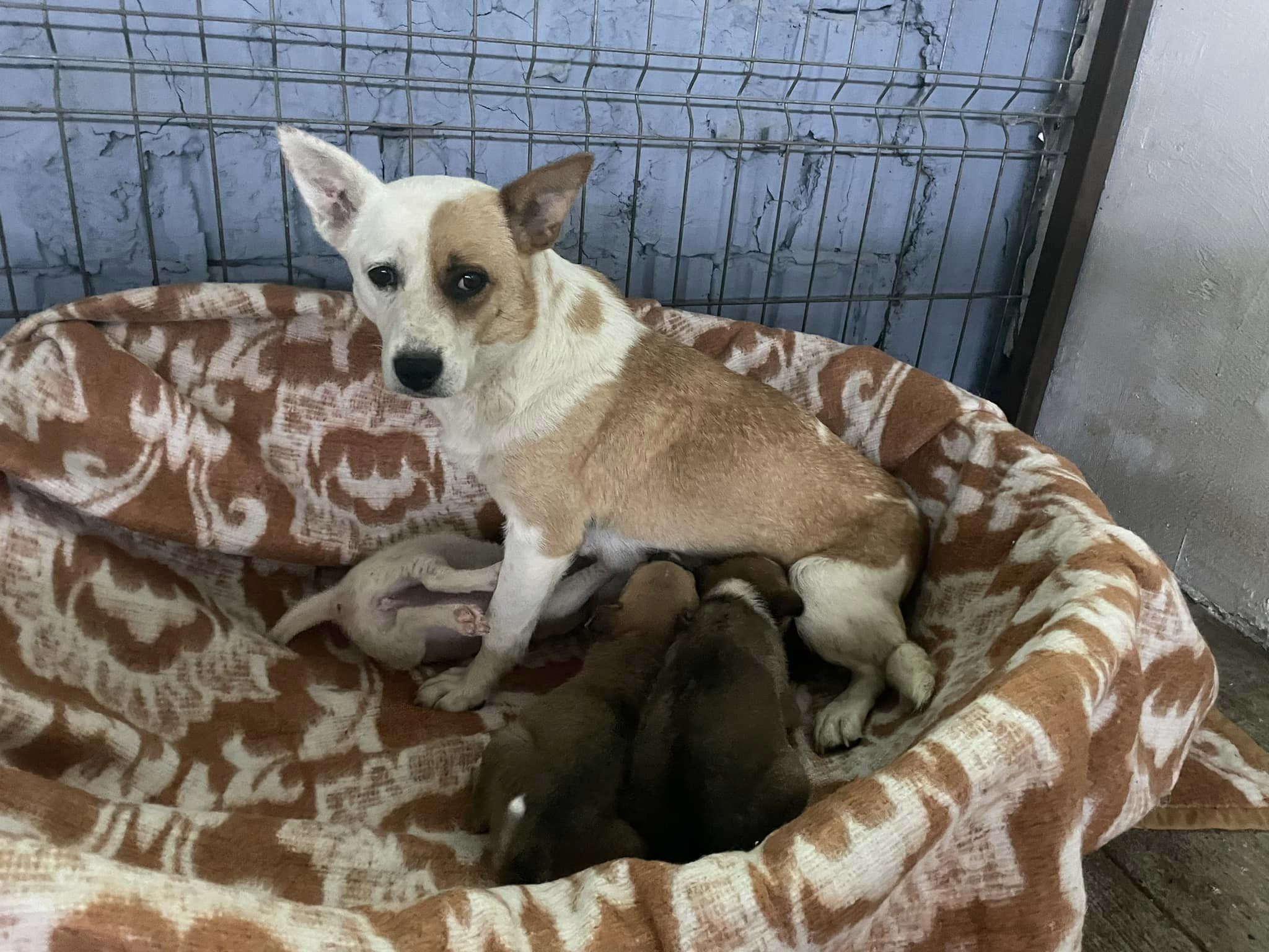 mama dog nursing puppies