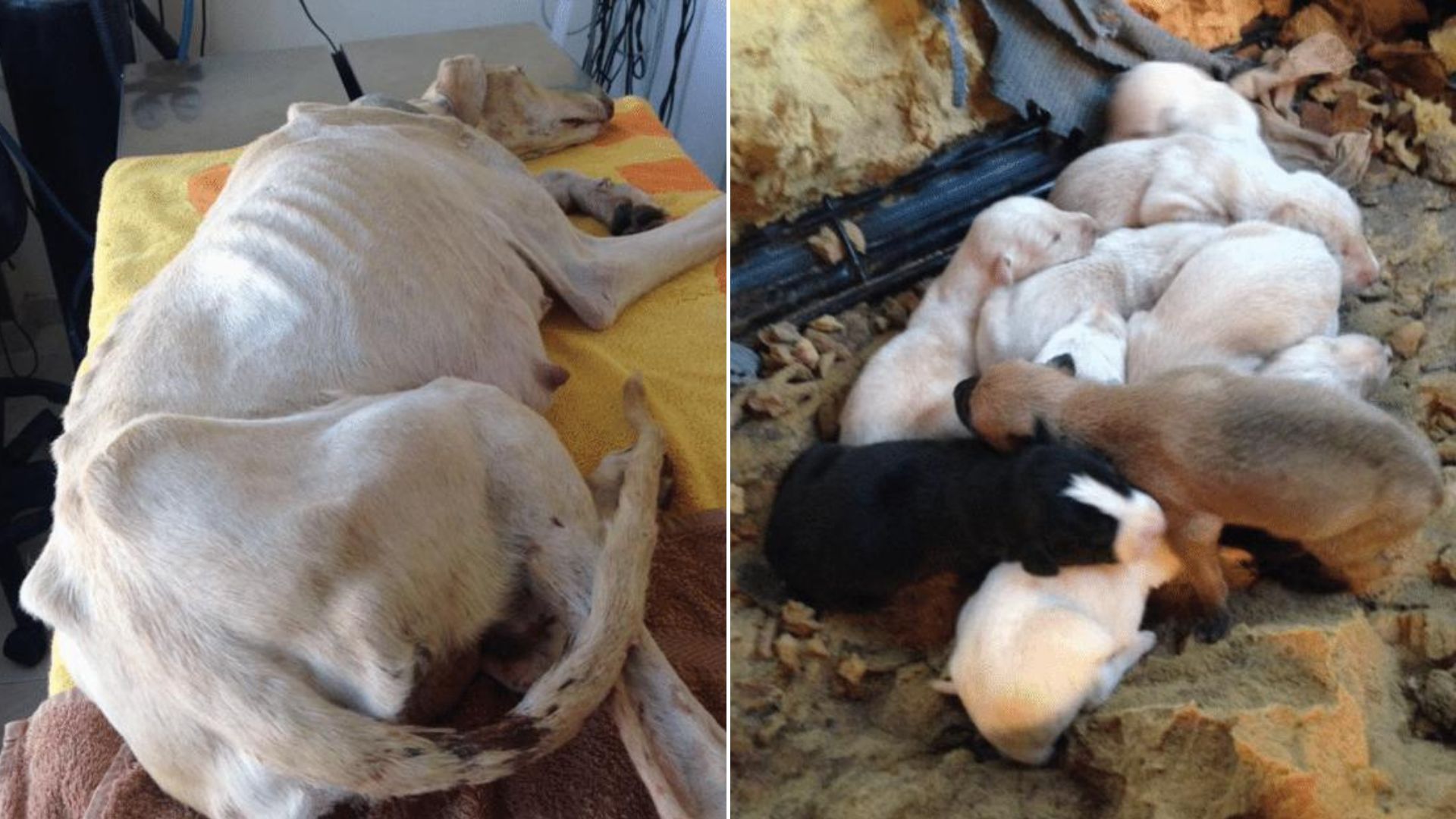 Mama Dog With A Broken Leg Desperately Tries To Find Help For Herself And Her Puppies