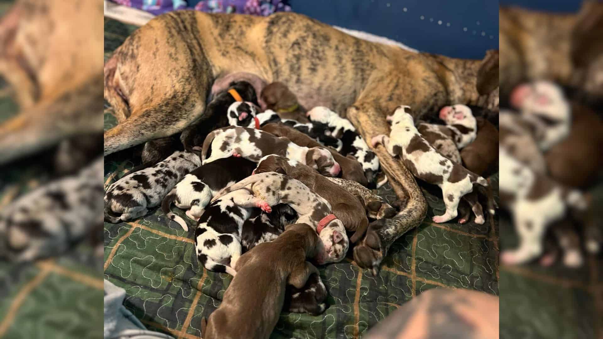 Woman Was In Disbelief When Her Great Dane Gave Birth To 21 Puppies In 27 Hours