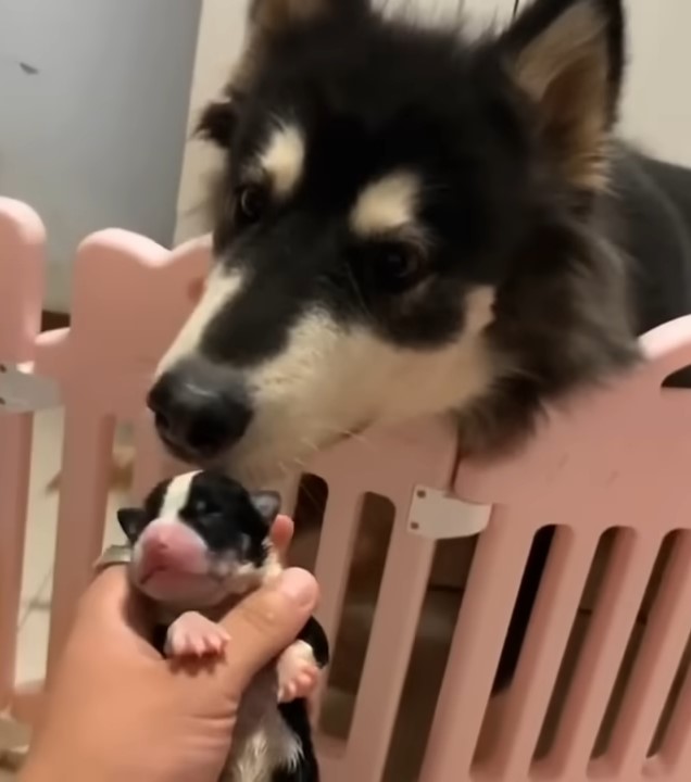 mama pup looking at puppy