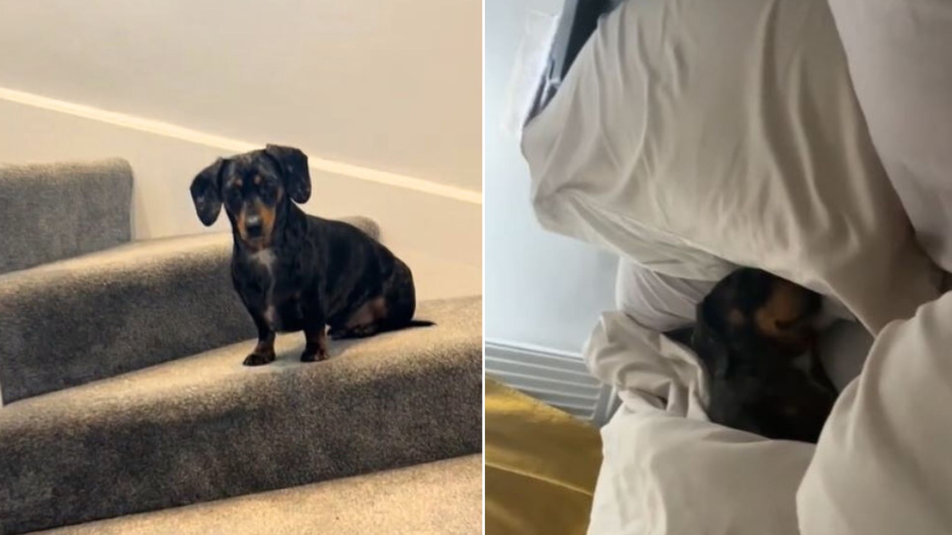 Man Adopts A Dachshund To Be More Outgoing, But The Dog Has Completely Different Plans