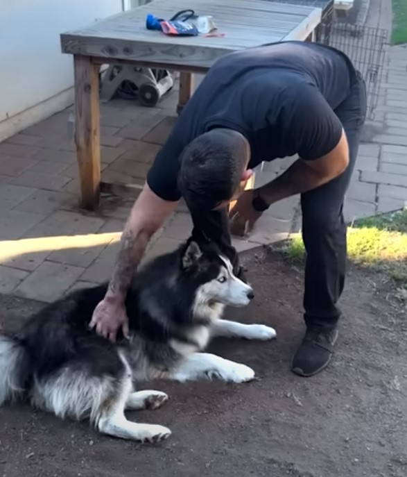 man and husky