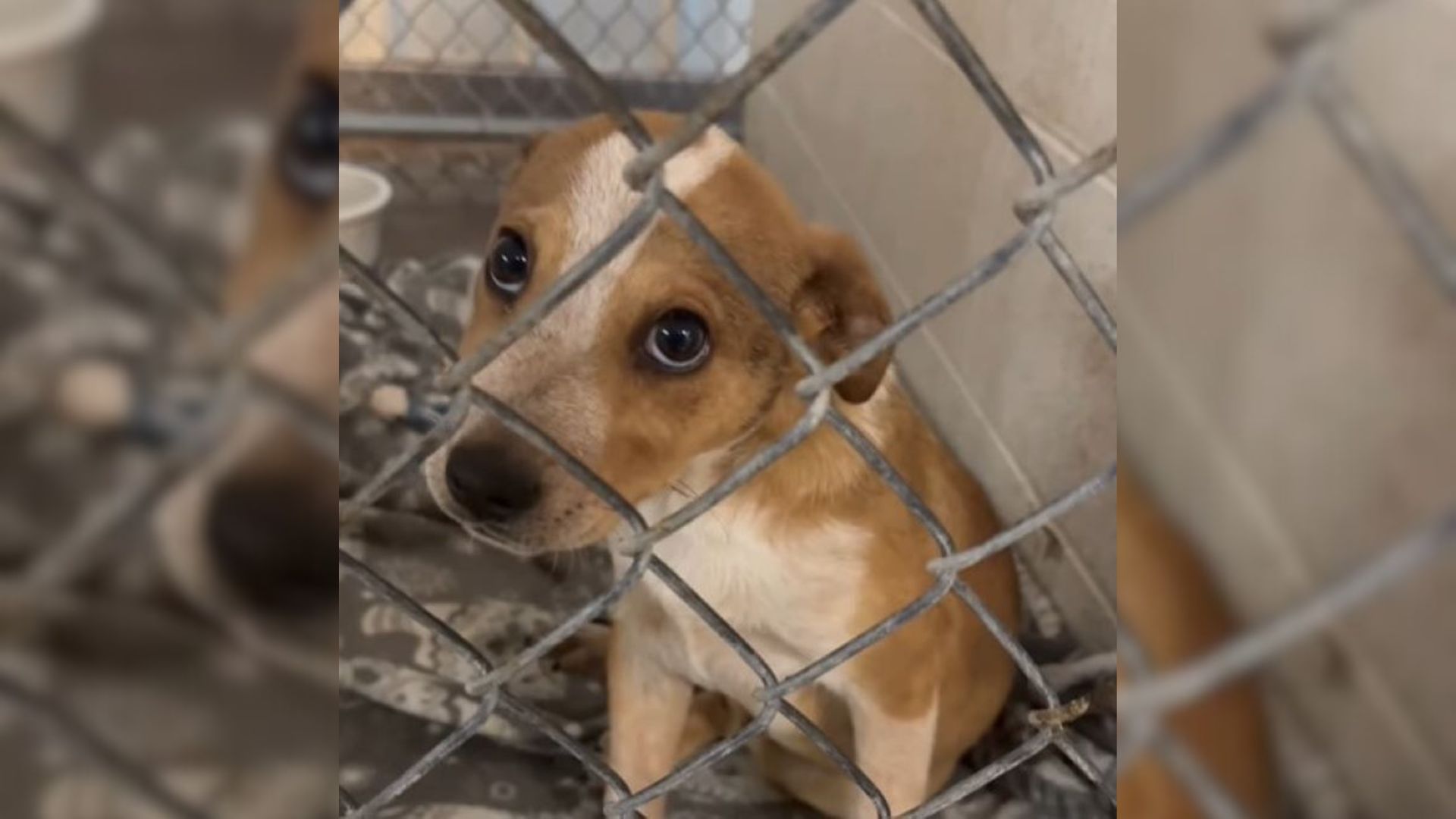 Man Walked Into The Shelter To Adopt A Dog Only To Meet The Most Adorable Puppy