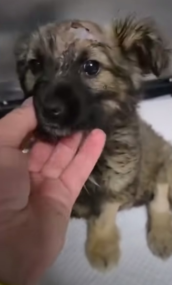 man carresing tiny puppy