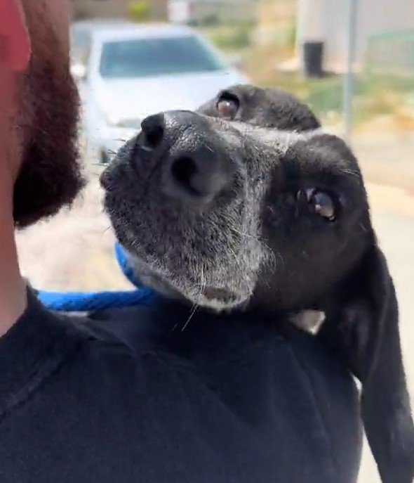 man carrying the dog