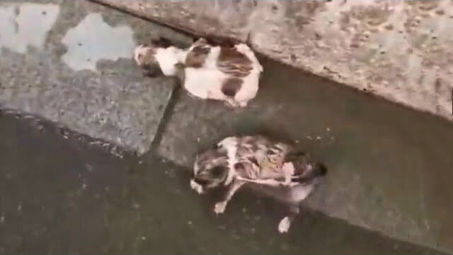 Truck Driver Stopped When He Saw 2 Furry Animals Near The Road And Decided To Check It Out