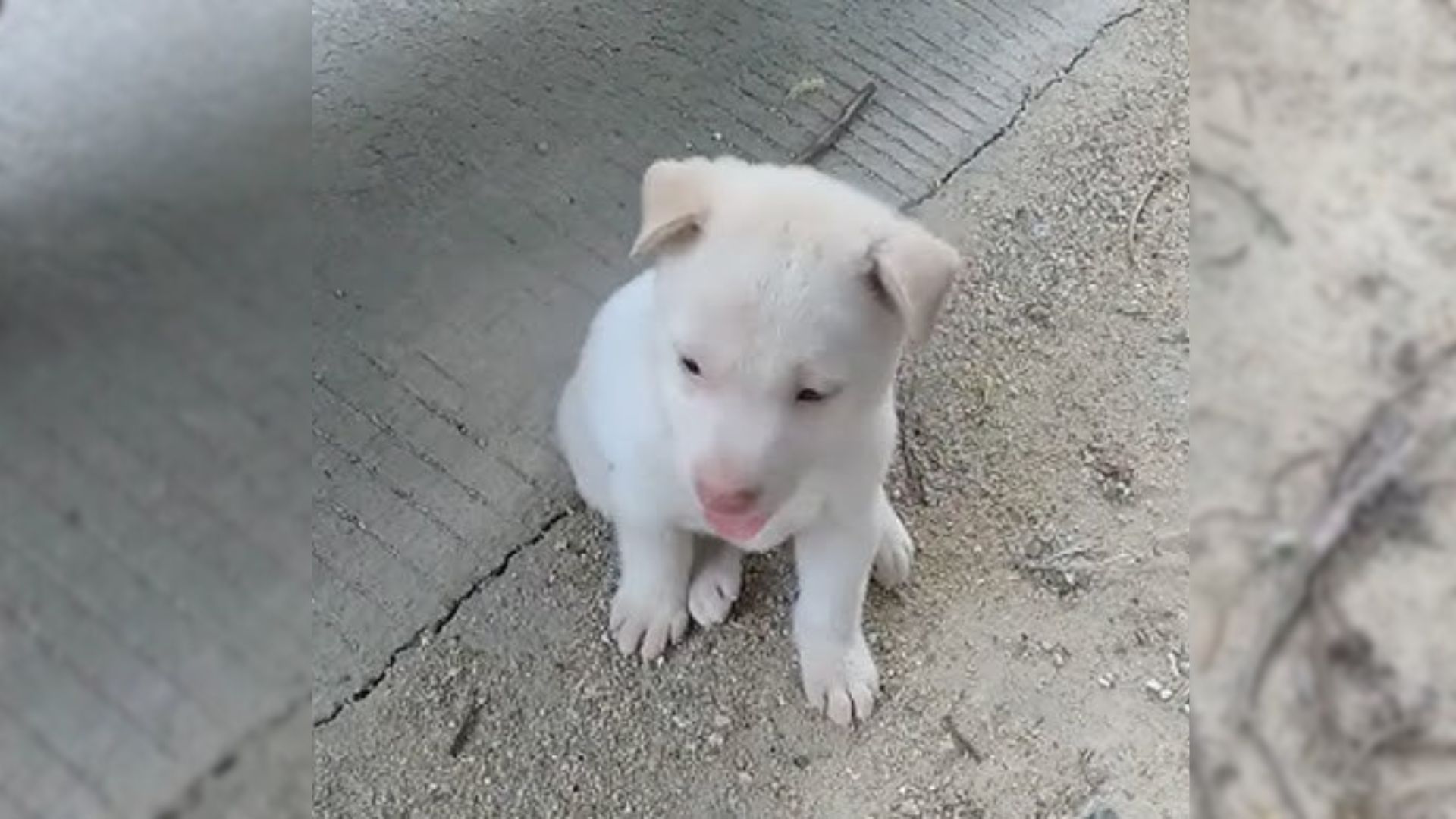 Man Driving Spots Helpless Creature Lying In The Middle Of The Road And Decides To Help