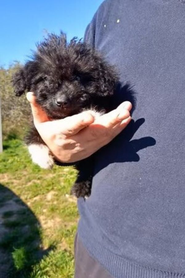 man holding black doggo