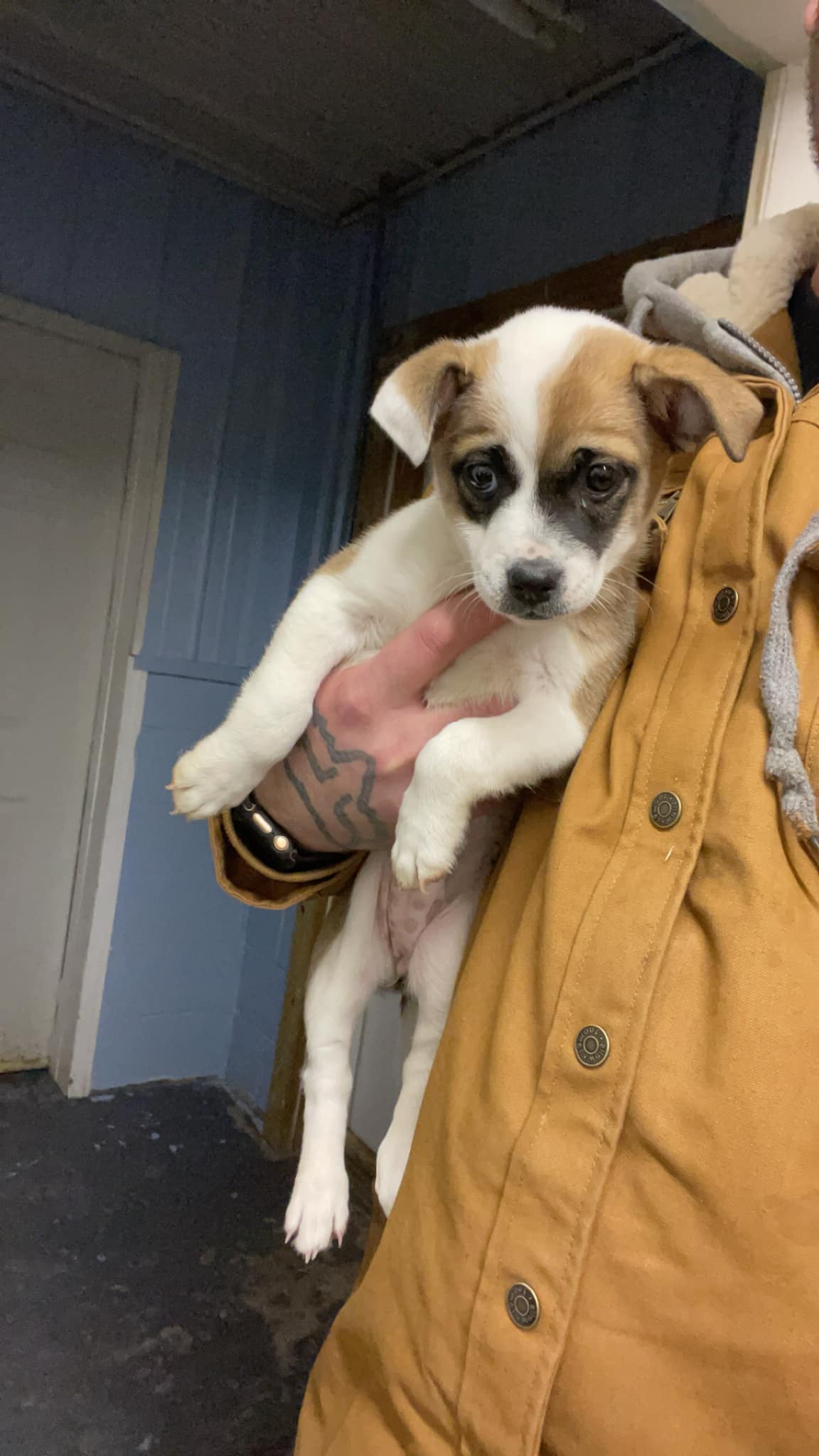 man holding cute puppy in hand