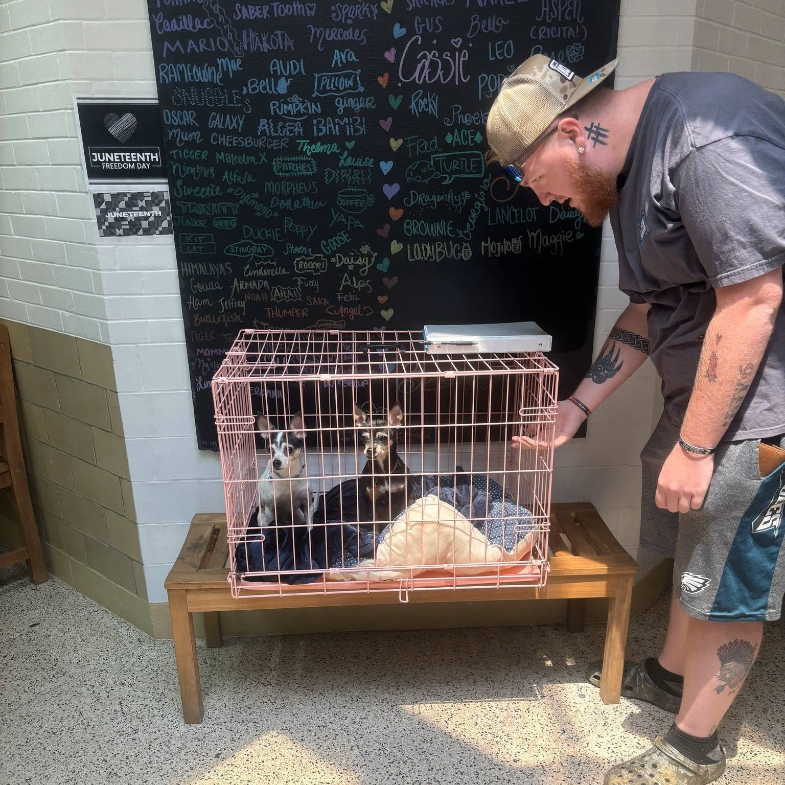 man looking at puppies