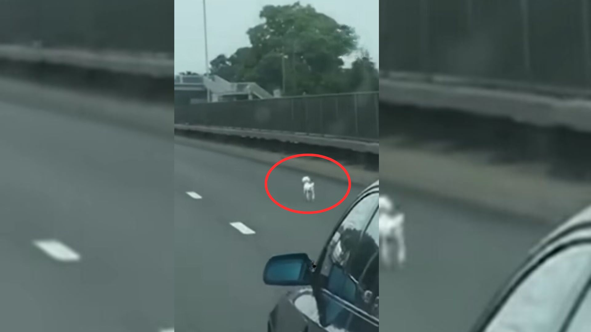 Man Completely Shocked Discovers Lost Pup Running Along Dangerous Road