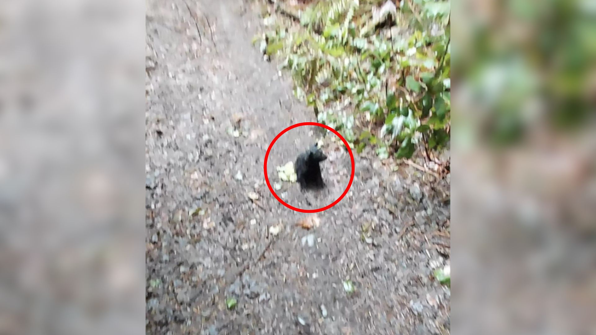 Hiker Was Shocked To See A Dark Mud Ball In The Woods So He Took A Closer Look