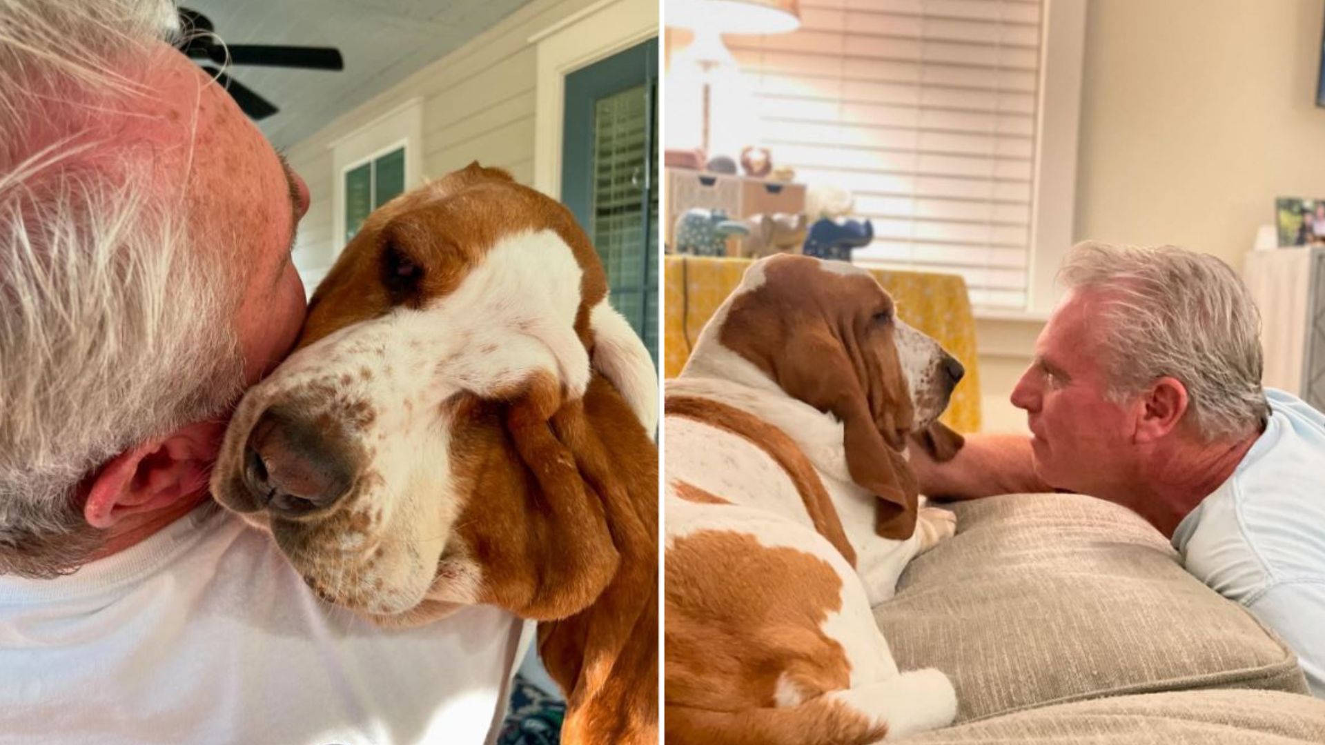 Man Refuses To Get Another Dog, Then Falls For The Sweetest Basset Hound